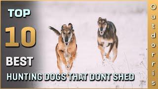 Top 10 Ten Hunting Dogs That Don't Shed