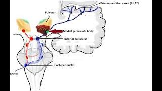 Top 10 information about medial geniculate body