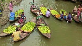 বাংলাদেশের সবচেয়ে বড় ভাসমান পেয়ারার বাজার | The Biggest Floating Guava Market in Bangladesh