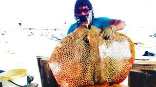 GIANT STINGRAY FISH CUTTING | Stingray Fish Cutting  Skill | Made In Sri Lanka