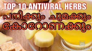 TOP 10 ANTIVIRAL HERBS ll 10ഔഷധങ്ങൾ എല്ലാം വൈറൽ ഇൻഫെക്ഷനും നല്ലതാണ്  Covid19 തടയാനും  ll LINCYS