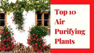 Top 10 Air Purifying Plants | Citizens 24 Seven