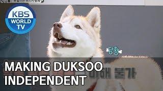 Making Duksoo independent [Dogs are incredible/ENG/2020.03.10]