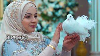 10 Most Beautiful Pigeons In The World | fancy Pigeons breeding pairs