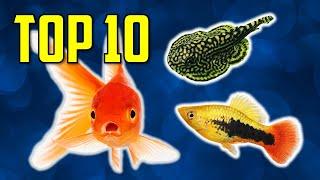 Top 10 Tank Mates for Goldfish