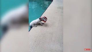Puppy saved from drowning!|Top 10 Animal Water Fails|Today’s Top 10