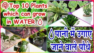 ☘Top 10 Plants which can grow in WATER 