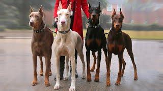 10 Most Liked Dogs by the Richest