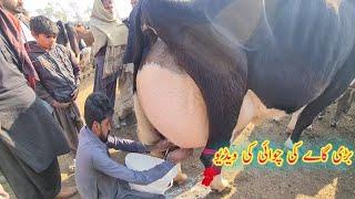 TOP CLASS COW WORLD COW FRISIAN COW FOR SALE INFORMATION COW MANDI DOLI SHAHEED MAHLLOANA JHANG