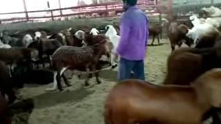 Saudi Goat Farm || Goat Market in Saudi Arabia.