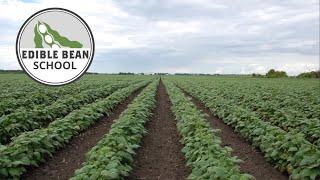 Edible Bean School: Weed control strategies for top yields