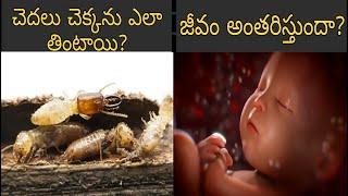 Will Life End? | Top 10 Interesting Facts in Telugu | Interesting and Unknown Facts