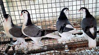 Fancy Pigeon Breeds | Exclusive Fancy Pigeon Breed | Pet Pigeon Breeds