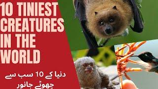 Top 10 Smallest animals in the world | animal information | دنیا کے 10 سب سے چھوٹے جانور | Top 10 ST