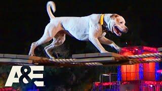 Bruce the Bulldog Moves Cautiously, but Confidently | America's Top Dog (Season 1) | A&E