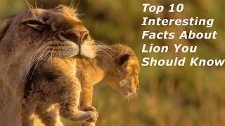 Top 10 Facts about Lion | Amazing facts about Big Cats - The Lion Facts | Lion Facts In English |