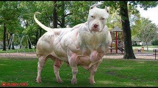 Top 10 Most Muscular Dog Breeds In The World 2020 - Blondi Foks