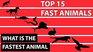 Top 15 Fastest Animals In The World