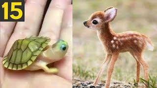 Top 15 Most CUTE Baby Animals