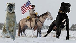 These Are 10 Truly American Dog Breeds