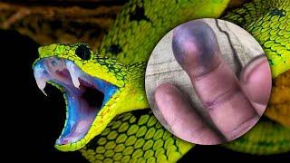 10 Shocking Snake Attacks Caught on Tape