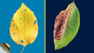 TOP 10 REASONS FOR LEAF YELLOWING AND LEAF BURNING / BROWNING WITH TREATMENT 