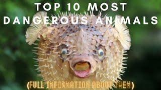 Top 10 most dangerous animals in the World ( who is the number 1 ?. We all know!)