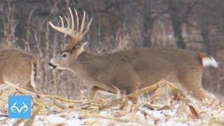 Late Season Iowa GIANT | Don Kisky Hunts Cut Corn Field |Monster Bucks Monday Presented by MidwayUSA