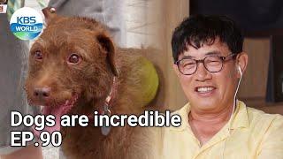 Dogs are incredible EP.90 | KBS WORLD TV 210901