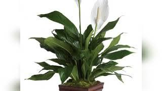 Indoor plants Top 10 Air cleaning source #IndoorPlants #oxygen #Fresh #Air