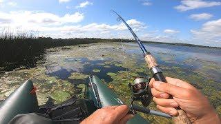 When pike attack like bass: fishing with top-water frog lure.