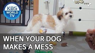 When your dog makes a mess [Dogs are incredible/ENG/2019.12.31]