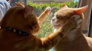 TOP 10 Cat Fight Videos 2020 Animal story