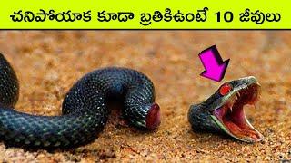 Top 10 Animals That Can Live After Death | BMC facts | Telugu