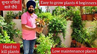 Top 10 hard to kill houseplants names, easy to grow plants, zero maintenance plants, leafy plants