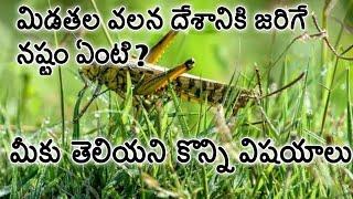 Locust attack in india Telugu by Uday facts channel