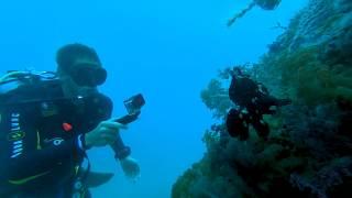 Underwater Adventures-Frogfish Swimming!