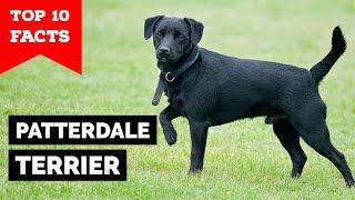 Patterdale Terrier - Top 10 Facts
