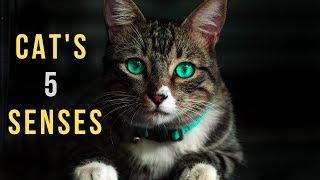 Understanding Your Cats 5 Senses - Hearing, Sense of Touch, Eye Sight, Taste & Smell