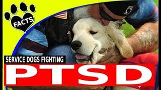 Service Dogs  PTSD Service Dogs Top Service Dog Breeds for People with PTSD   Animal Facts