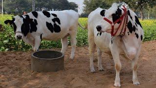 Top Quality HF Cow,,Heavy Mliker cow,s@45 litr Milk capacity at A farmer home