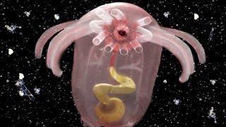 Top 12 Most BIZARRE Deep Sea Creatures!