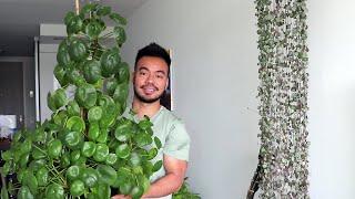 Indoor Plant Collection Tour - Summer 2020 | Meet My Houseplants