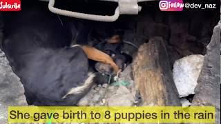 Mother gives birth in the rain 6 puppies survival story!