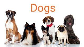 Top 10 dog breeds information in Kannada (part 1)