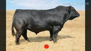 Top 10 biggest cow in the word