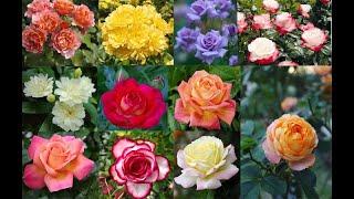 Top 10 beautiful flowers-Rose-Rose Flower-Beautiful Roses-Beautiful Rose Flowers PART 6