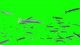 Huge Barracuda Fish School Green Screen