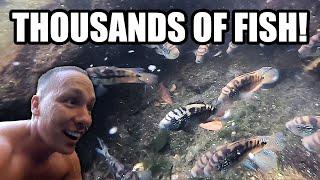 I FOUND WILD AQUARIUM FISH!! Cichlids, guppies and freshwater plants?!