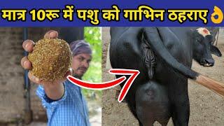 मात्र 10रु में गाय/भैंस को गाभिन ठहराये|Pashu ko Gabhin thahrane|Repeater problem in cows&buffalo.